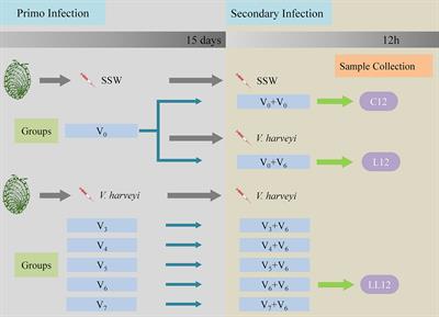 The Enhanced Immune Protection in Small Abalone Haliotis diversicolor Against a <mark class="highlighted">Secondary Infection</mark> With Vibrio harveyi